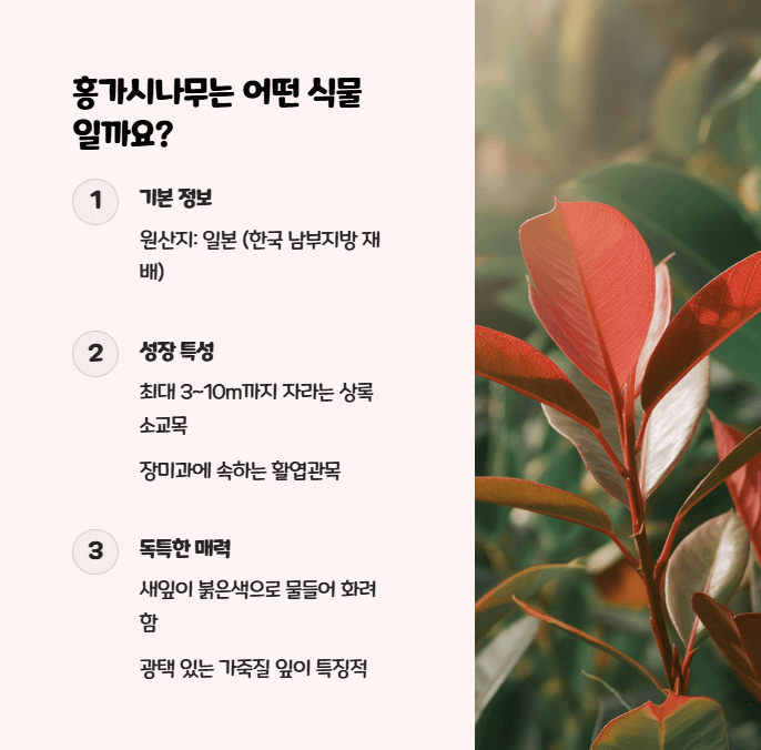 홍가시나무