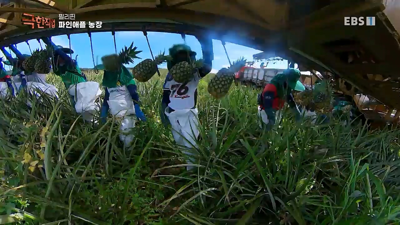 TV - 교육의 중심 EBS필리핀 바나나, 파인애플 농장.mp4_20230302_202905.662.jpg