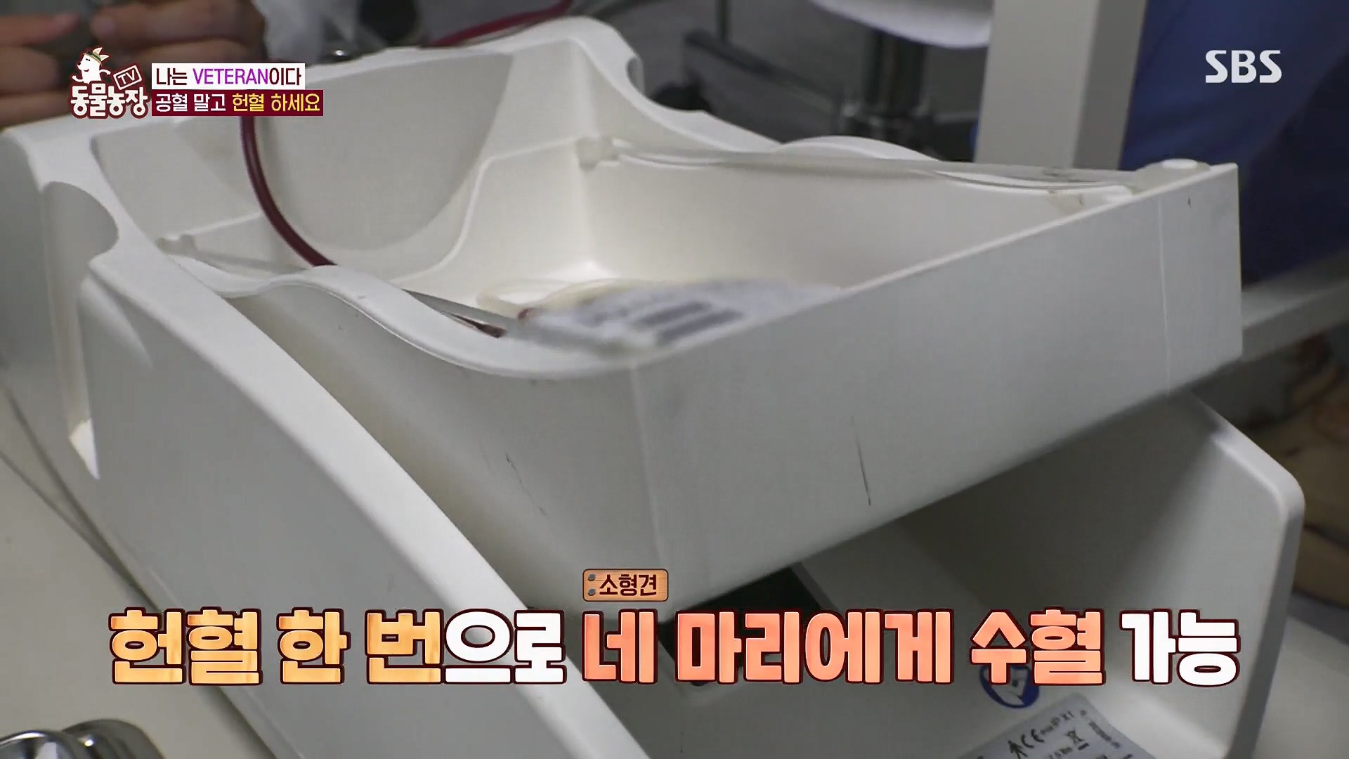 TV 동물농장.E1123.230604p.H264-F1RST.mp4_20230604_172833.261.jpg