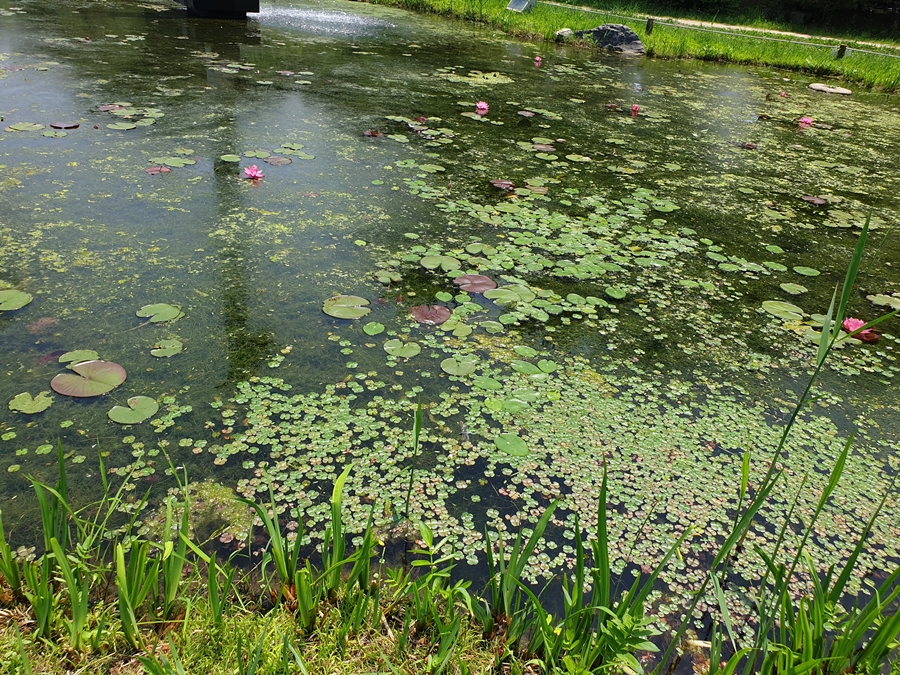 열대수련-연못