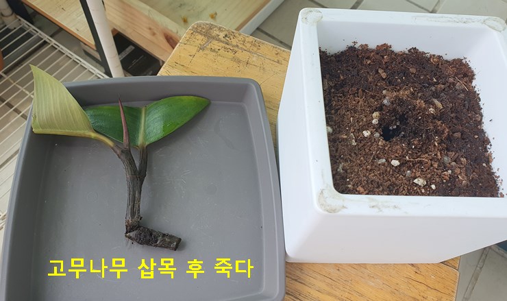 고무나무 삽목 후 죽다