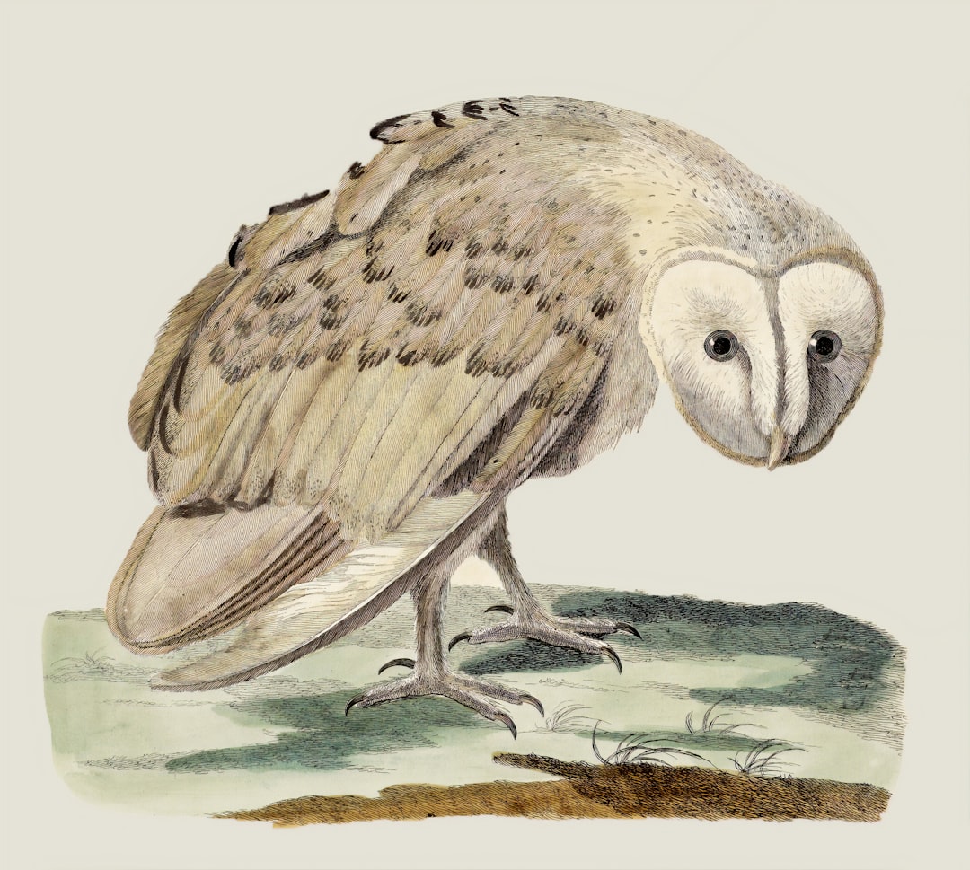 Illustration