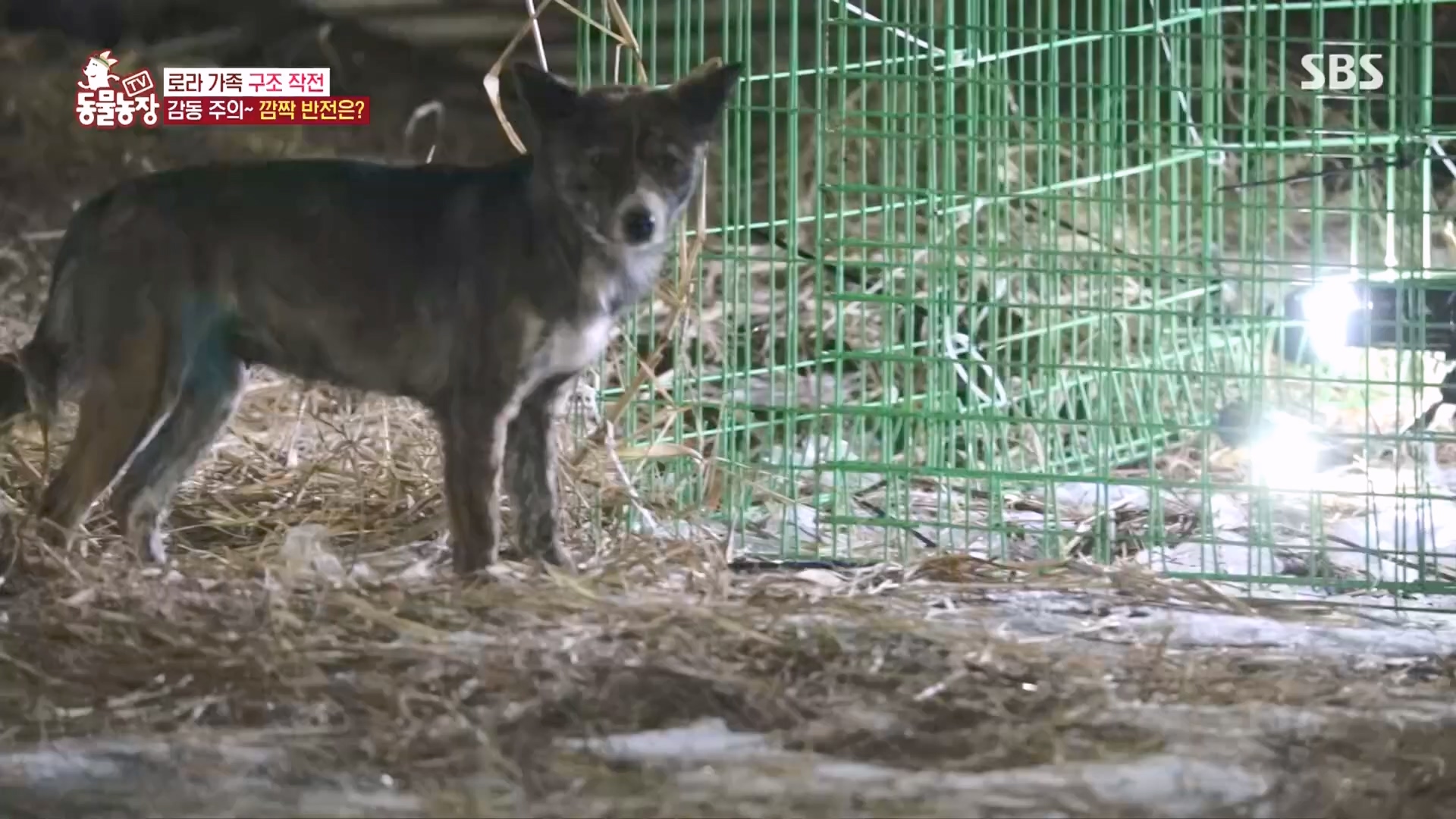 TV 동물농장.E1160.240225p.H264-F1RST.mp4_20240225_165123.600.jpg