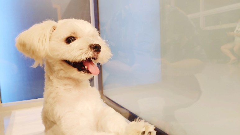 황금동 '도그 데이트' 가게 위쪽 굿! 대구 애견호텔 미용 16