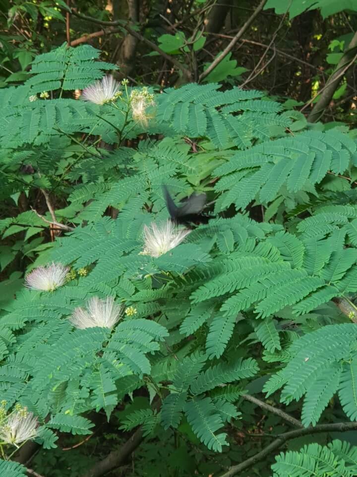 자귀나무-나비