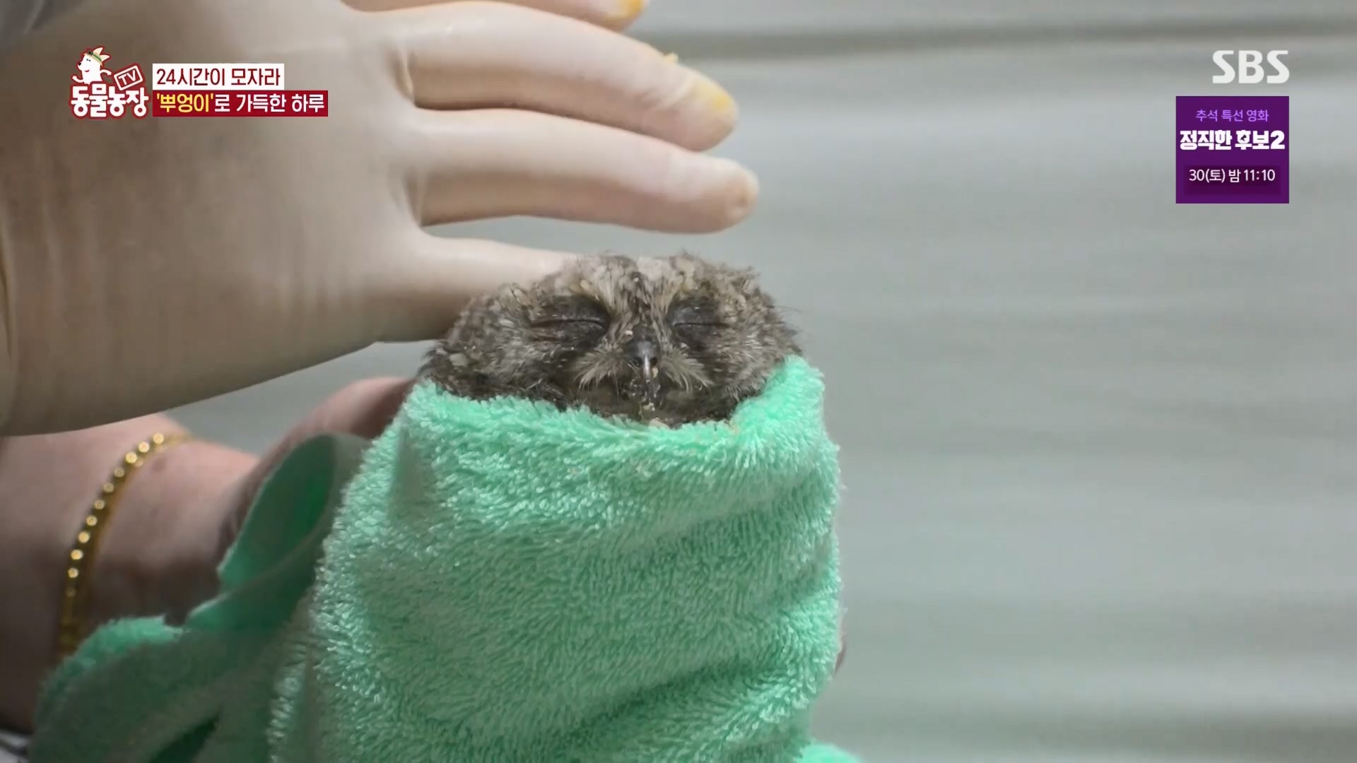 TV 동물농장.E1139.230924p.H264-F1RST.mp4_20230924_172337.398.jpg