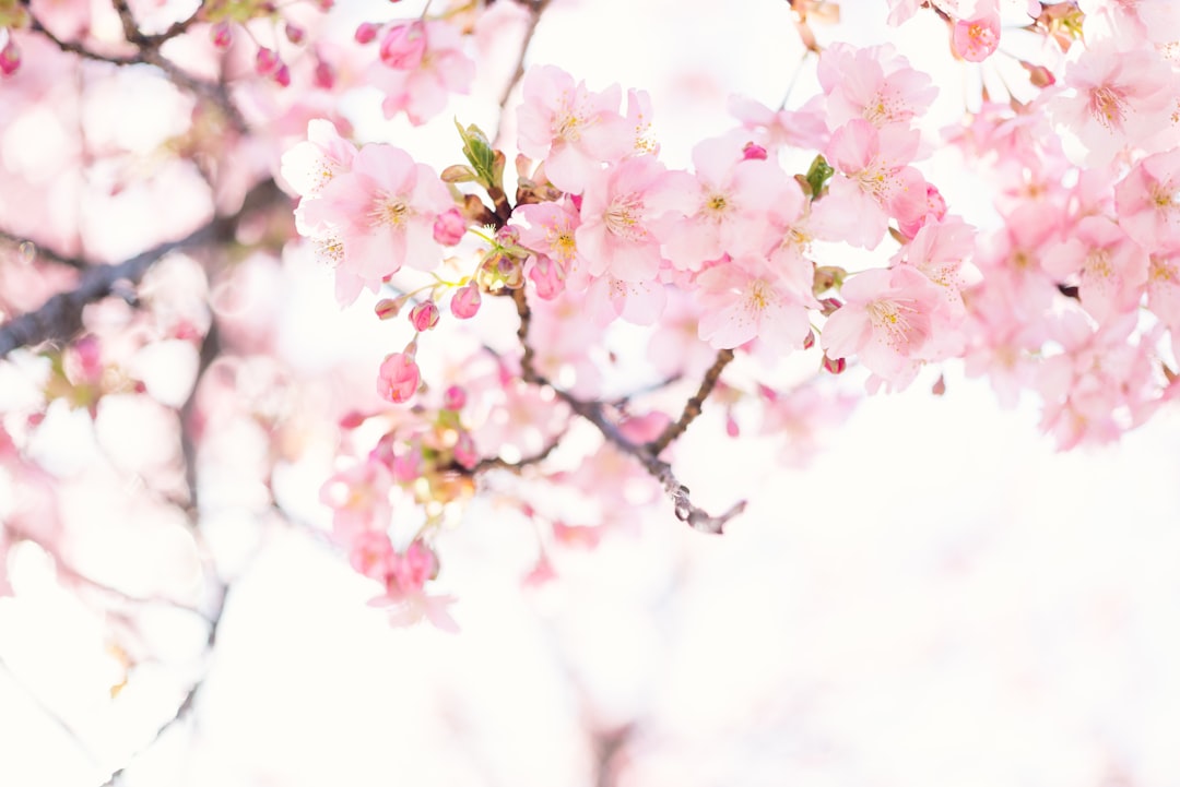 Cherry blossom.