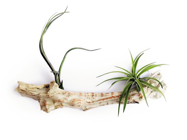 공기정화식물 중에서도 가장 인기있는 틸란드시아(Tillandsia)에 대해서 알아보자