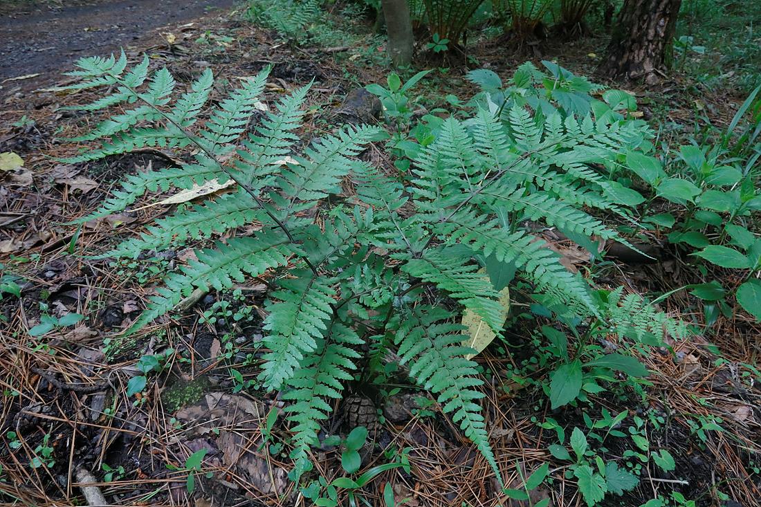 [식재료] 양치류 고사리의 효능에 8