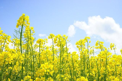 노란 유채꽃밭과 맑은 하늘이 어우러진 풍경