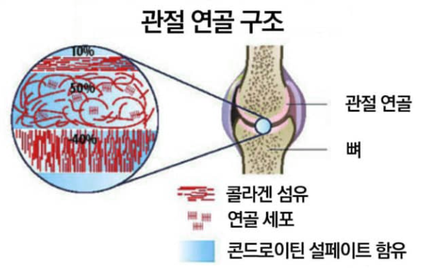 글로코사민 효능