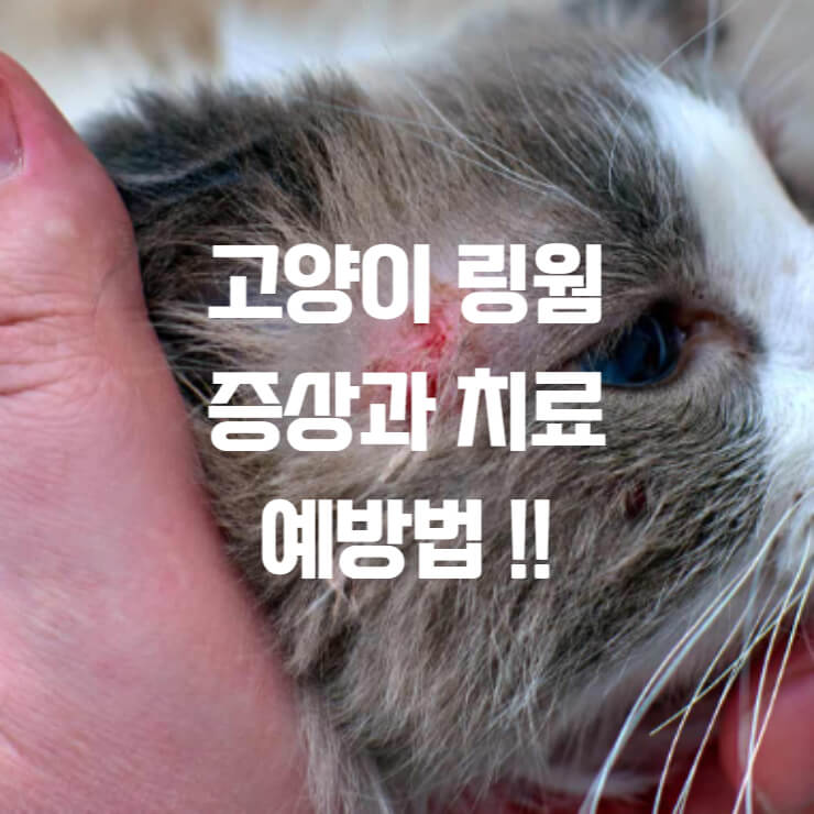 고양이 링웜 관련한 썸네일