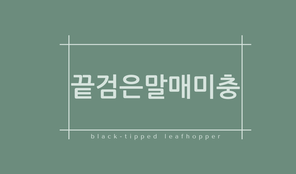 끝검은말매미충(black-tipped leafhopper)