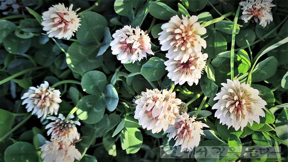 흰꽃 토끼풀(White Clover)