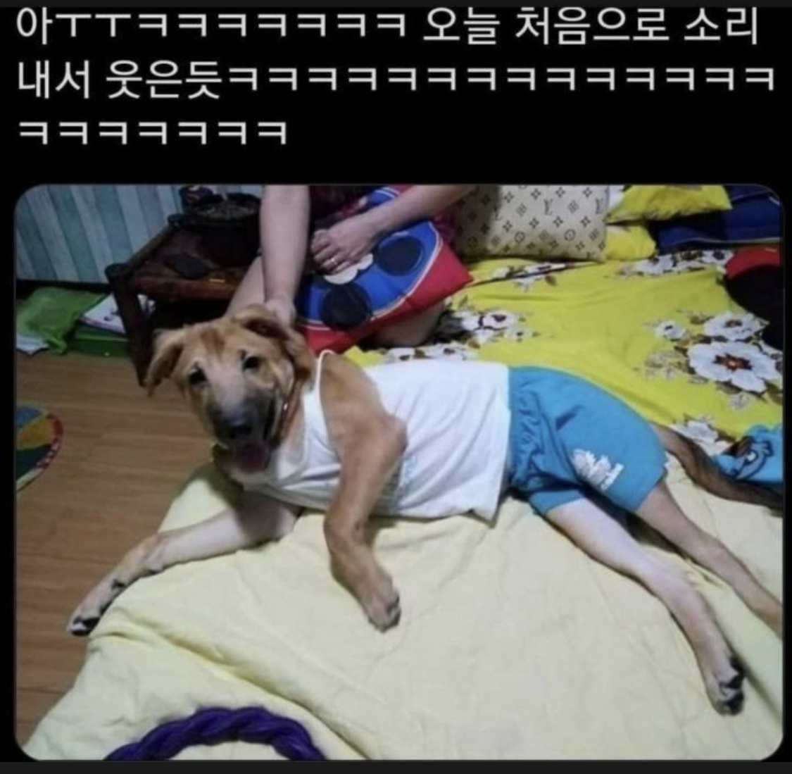  강아지한테 내 옷 입힌 아빠