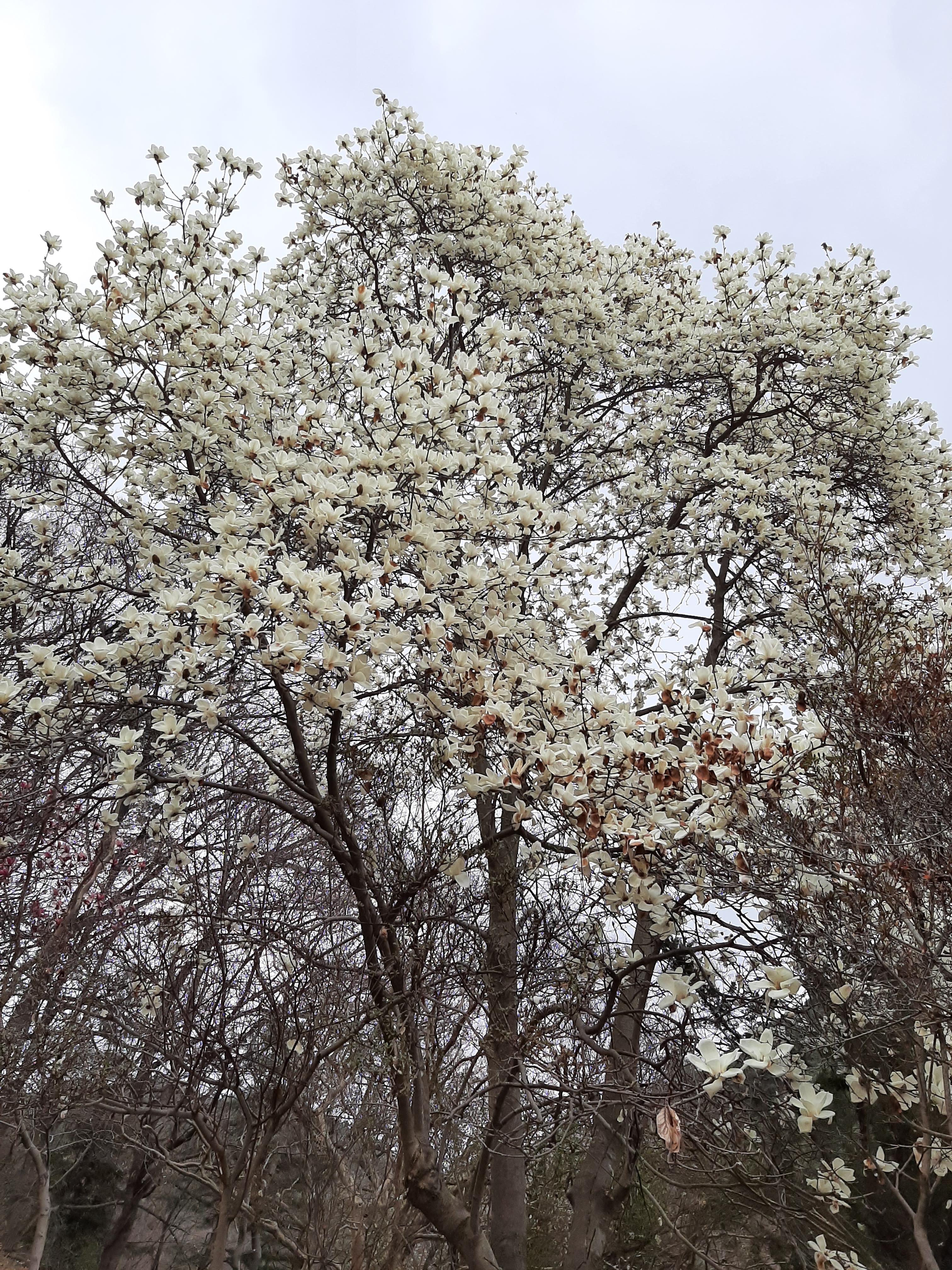 봄꽃 목련과 벚꽃이 한창입니다 / 꽃길만 걸으면 (03/23/22) 22