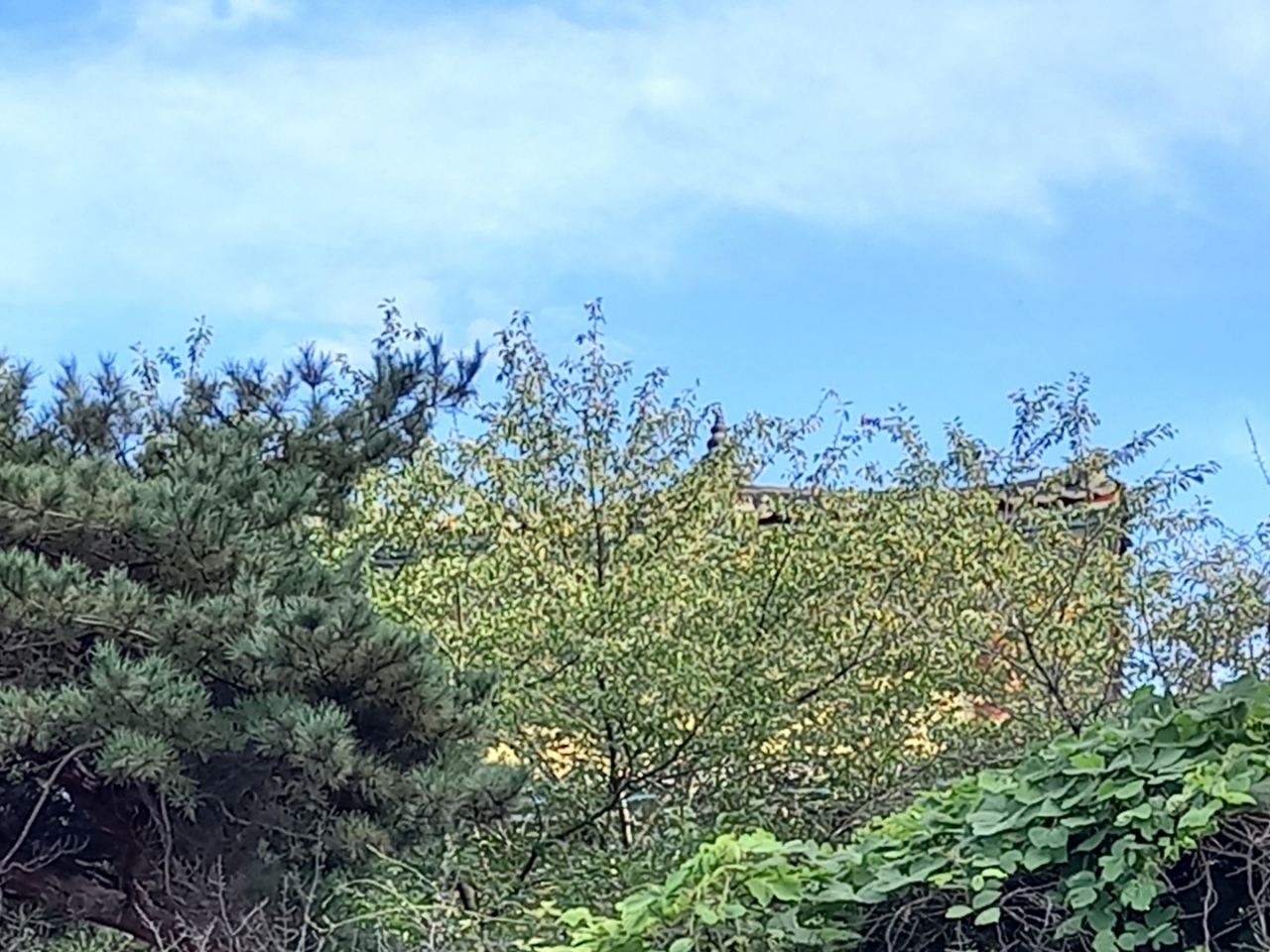 img.jpg