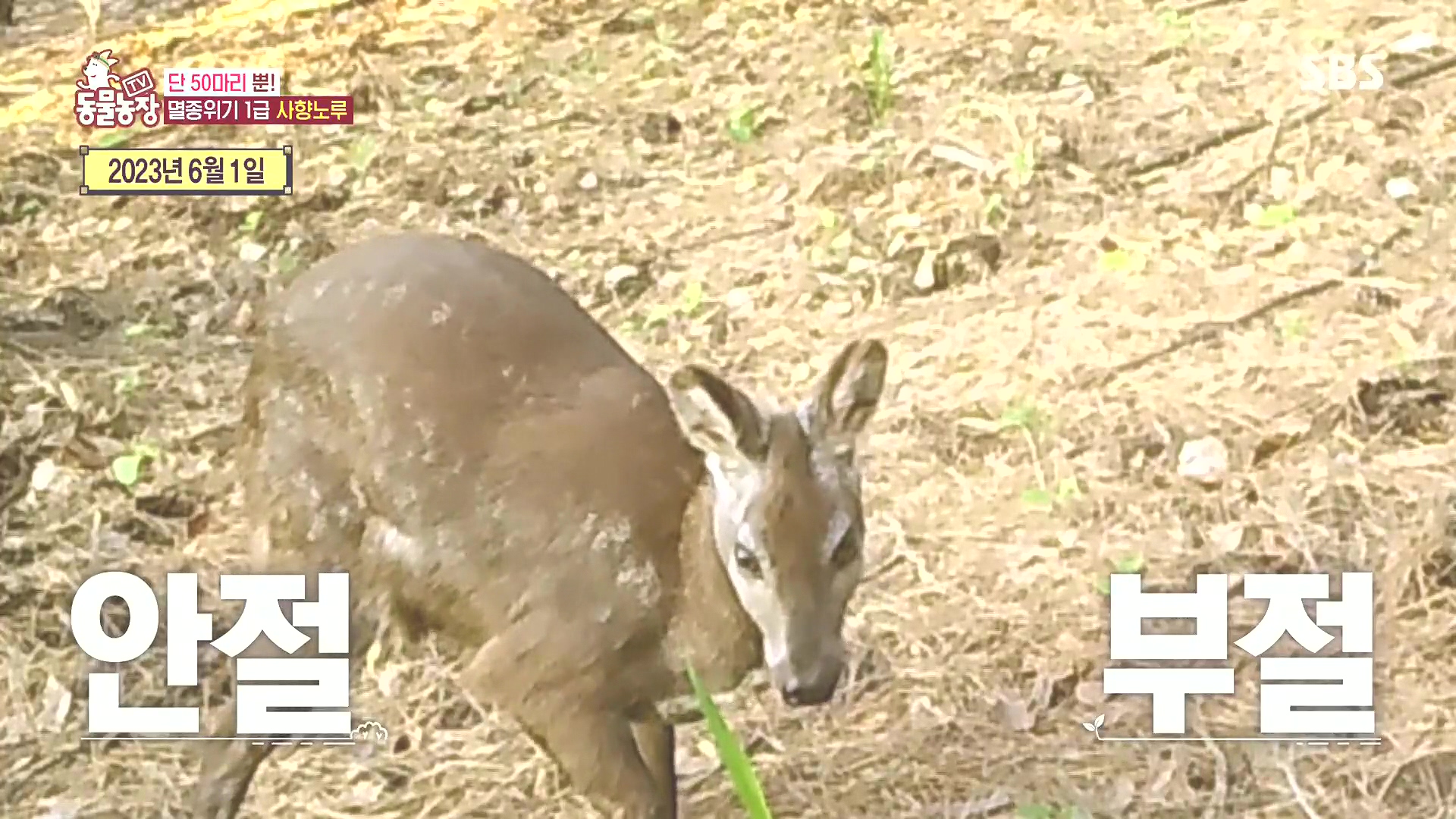 TV 동물농장.E1185.240818p.H264-F1RST.mp4_20240818_161059.929.jpg