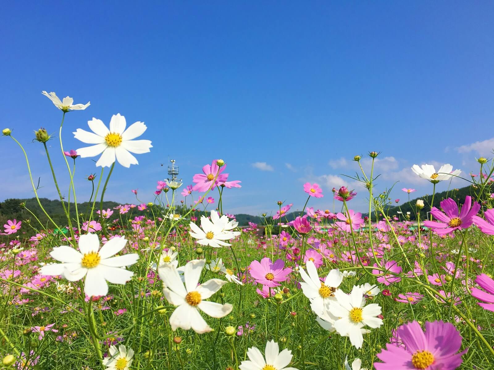 서울근교_가을꽃축제_썸네일
