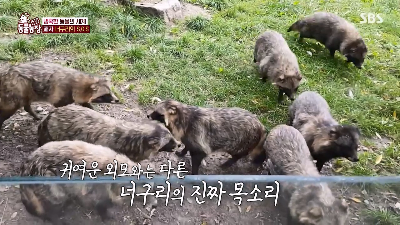 TV 동물농장.E1172.240520p-NEXT.mp4_20240519_163643.434.jpg