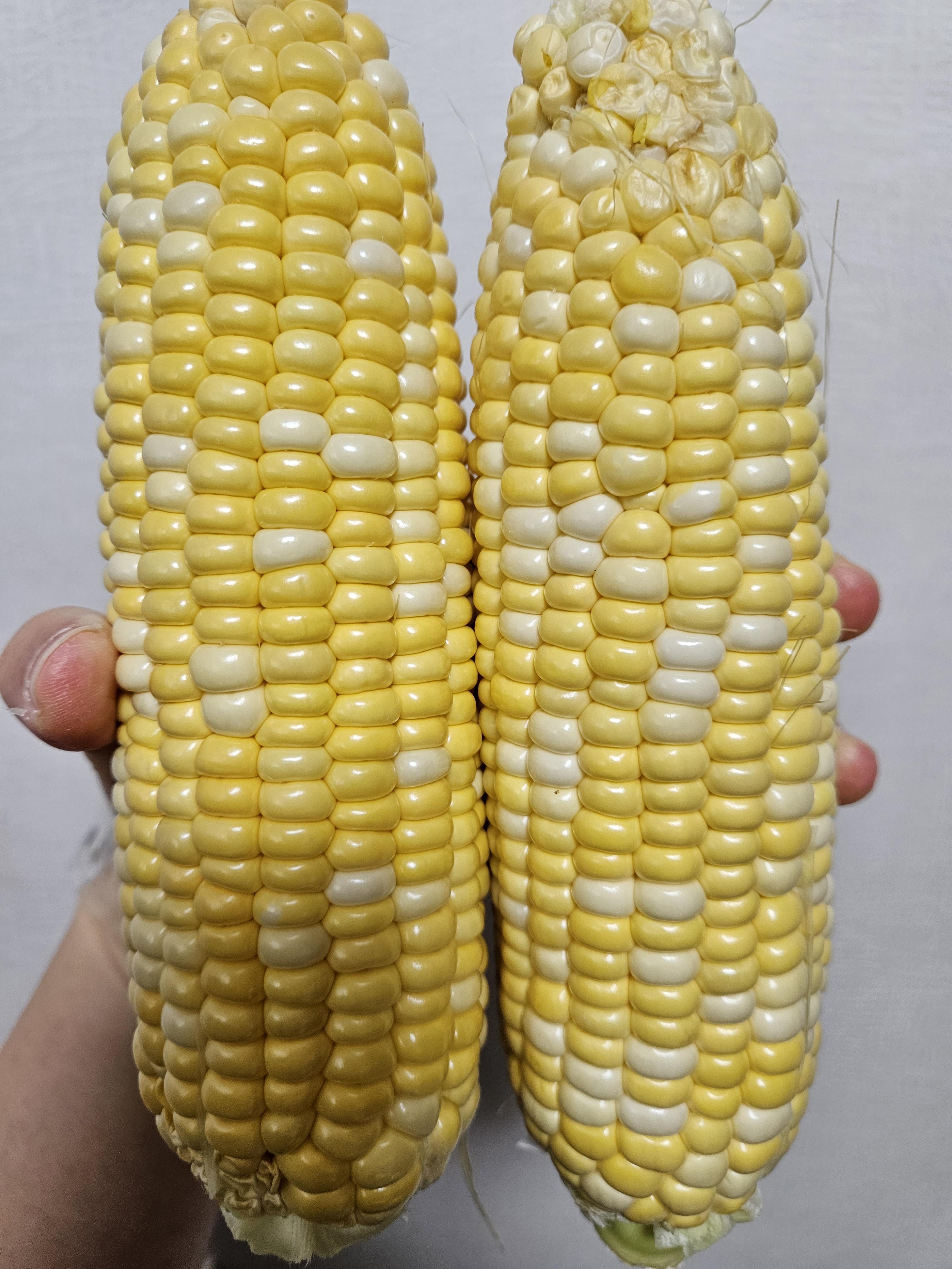 초당옥수수 맛있게 찌는 법 칼로리와 먹는 방법 삶는법 옥수수의 효능