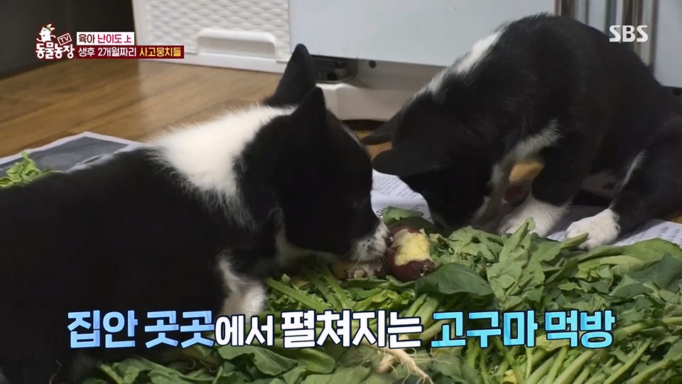 TV 동물농장.E1126.230625p.H264-F1RST.mp4_20230626_204255.189.jpg