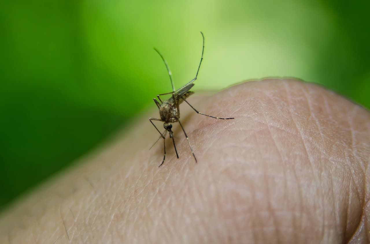 말라리아를 감염시키는 모기
