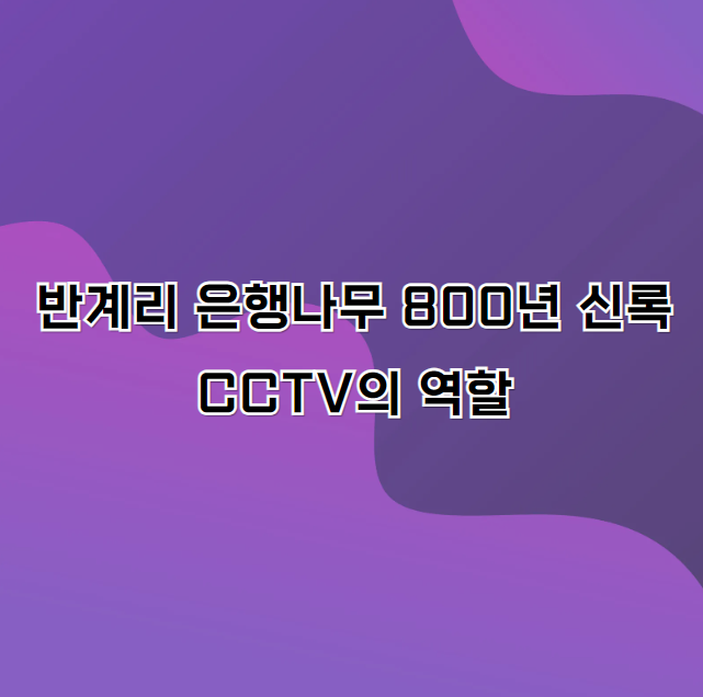 반계리 은행나무 800년 신록을 지키는 CCTV의 역할