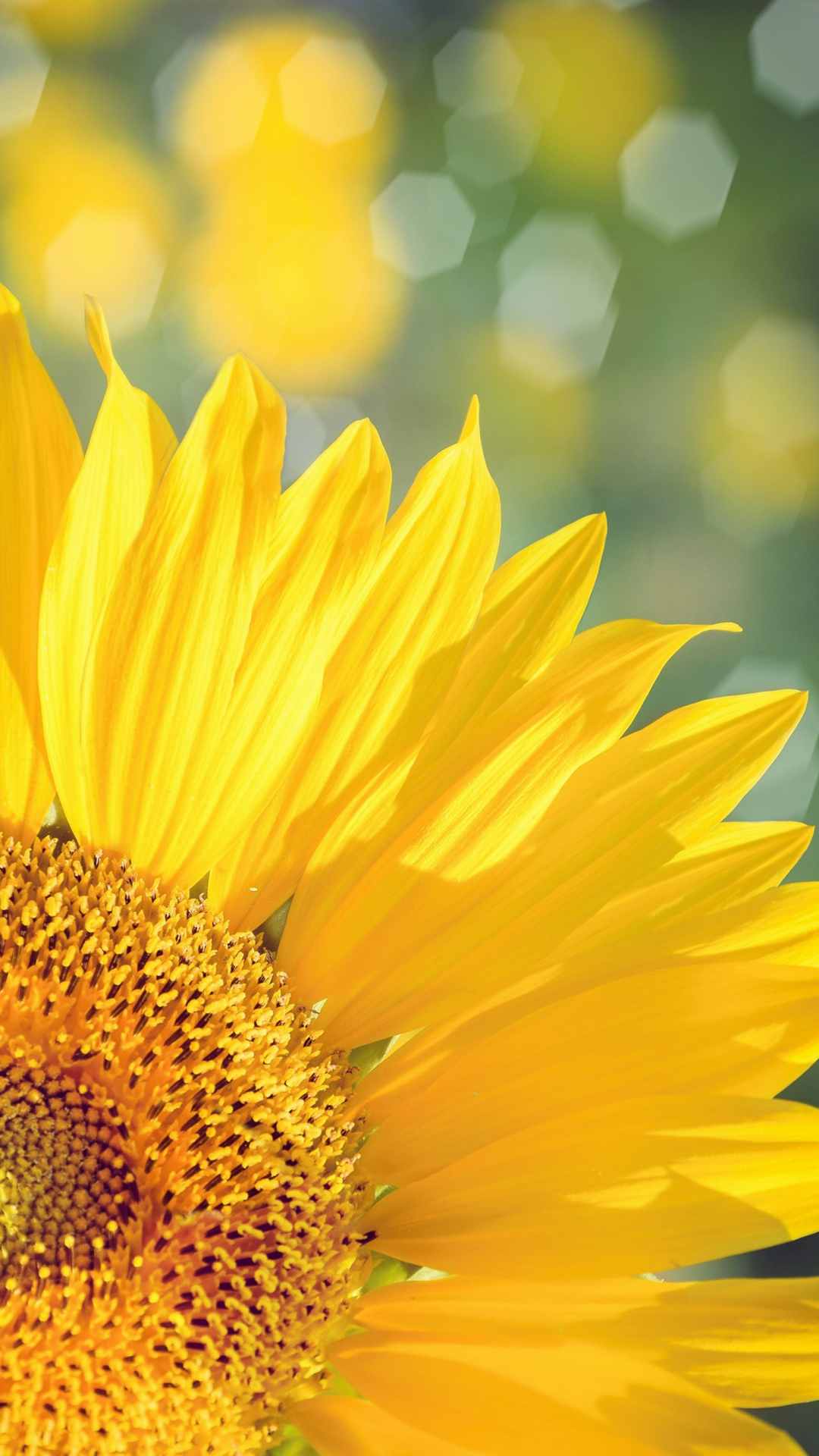 Sunflower iPhone Wallpaper