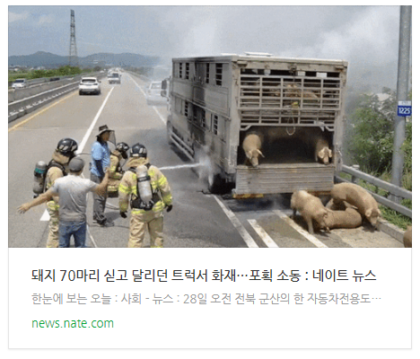  돼지 70마리 싣고 달리던 트럭서 화재…포획 소동