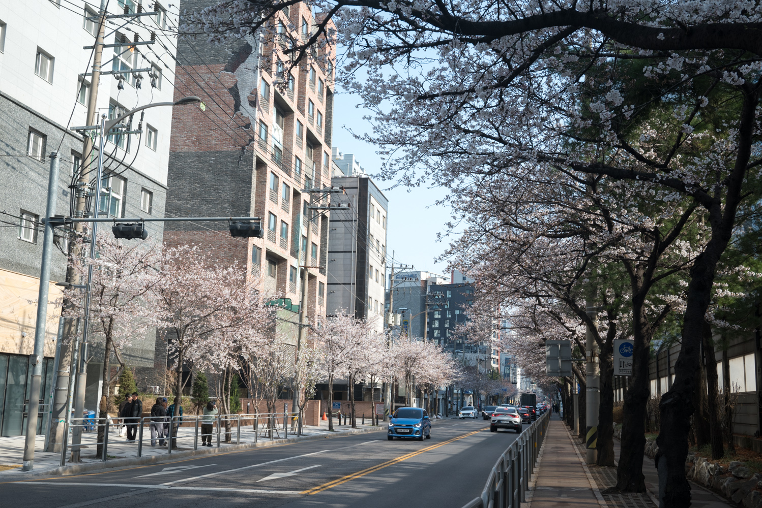 안양천 벚꽃 개화 상황