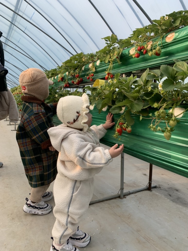 정현딸기농장, 33