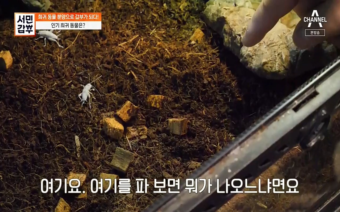 서민 갑부.E381.220431p-NEXT.mp4_20220501_180707.277.jpg