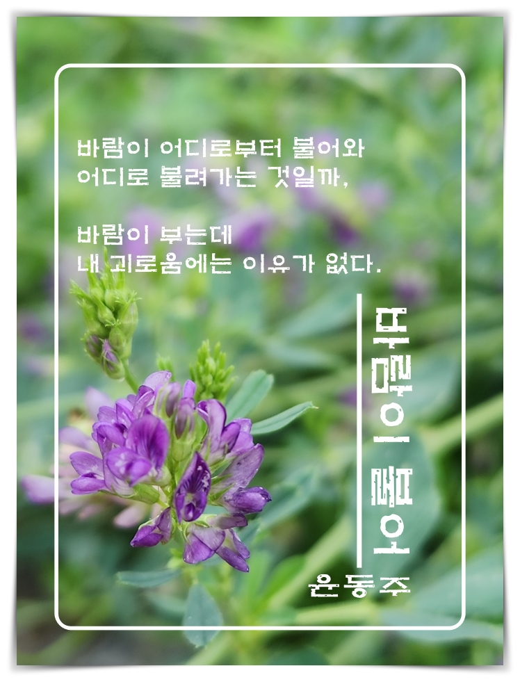 &quot;alt&quot;:&quot;자주개자리꽃&quot;