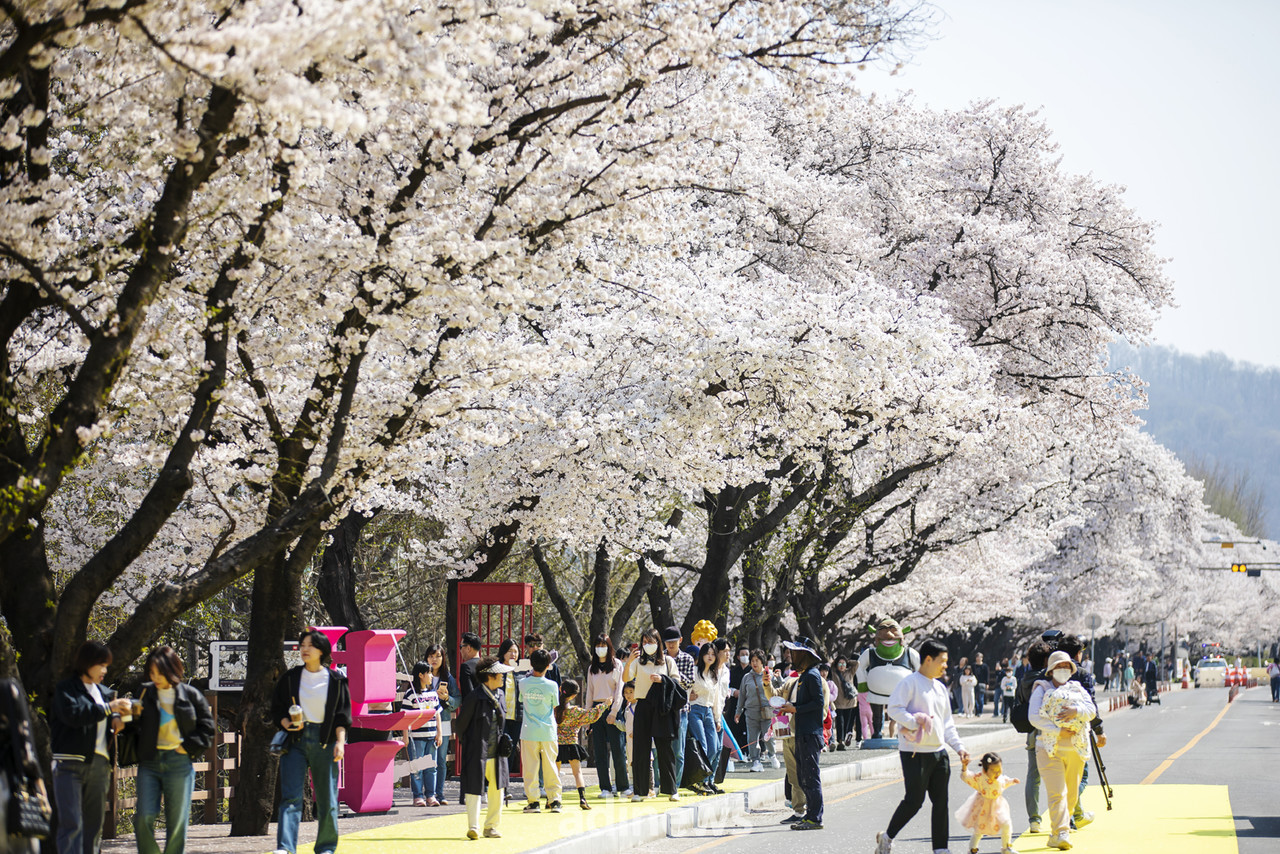 경상도 벚꽃 명소 추천