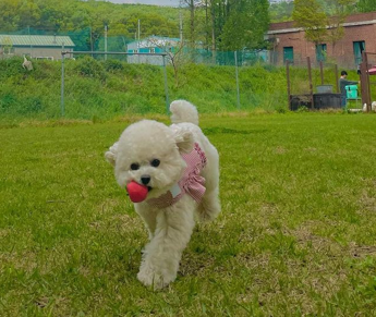  꼬리를 흔들며 사랑을 나누는 친구, 강아지 쿠싱증후군에 대해 알아봅시다!