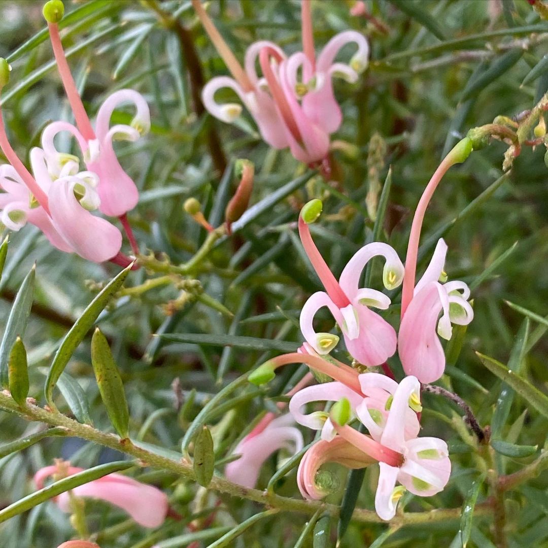 Grevillea &lsquo;Pink Lady&rsquo;