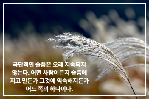 바람에 흔들리는 억새