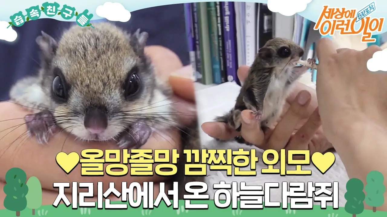 하늘다람쥐 가격 키우기 분양 수명 먹이 성격 종류_6