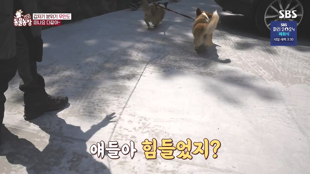 TV 동물농장.E1184.240812p-NEXT.mp4_20240811_172456.440.jpg
