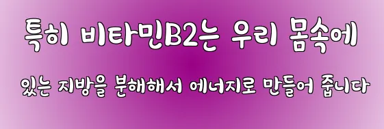  특히 비타민B2는 우리 몸속에 있는 지방을 분해해서 에너지로 만들어 줍니다