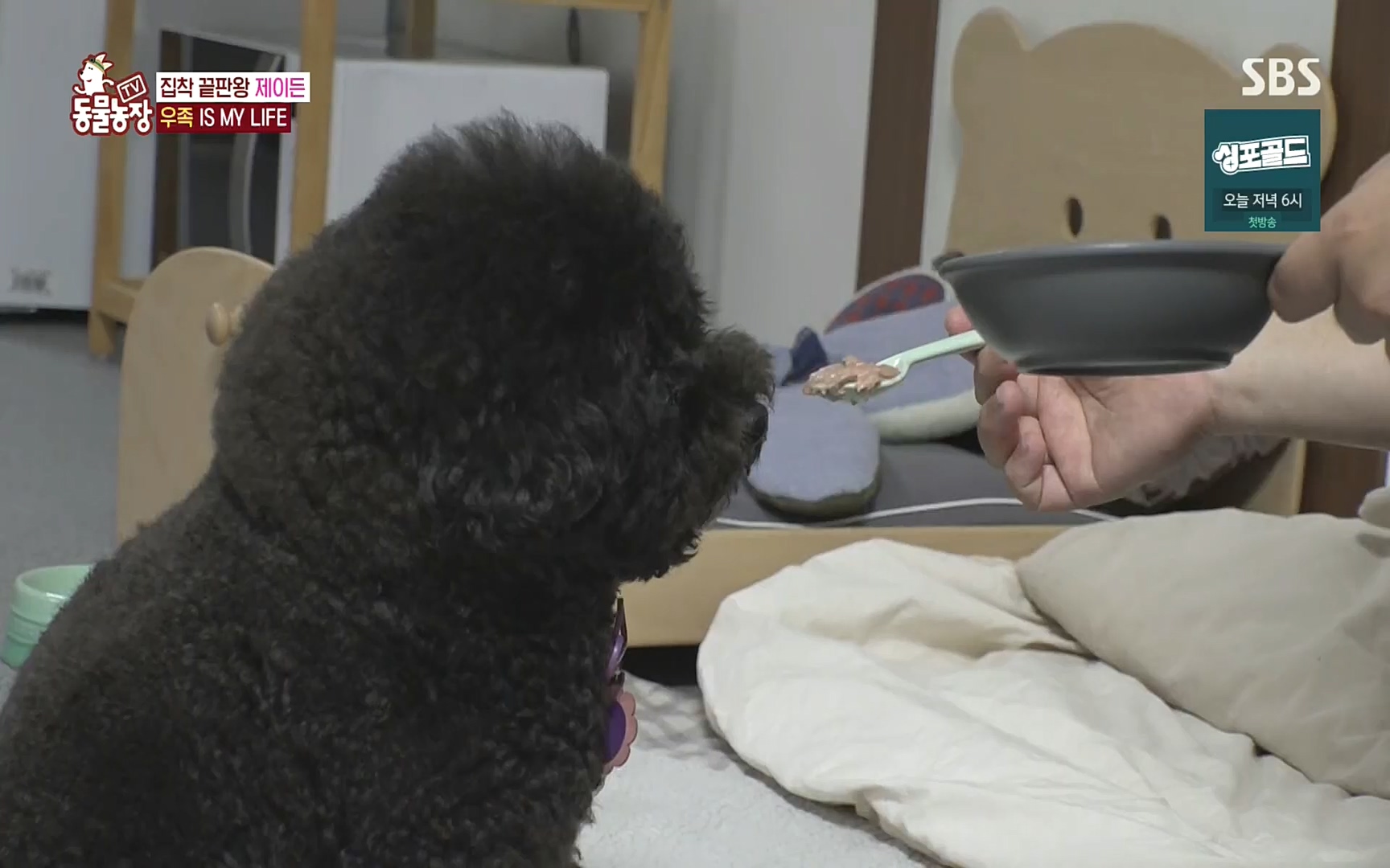 TV 동물농장.E1088.220925p.H264-F1RST.mp4_20220925_174352.820.jpg