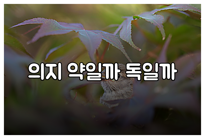 의지 약일까 독일까