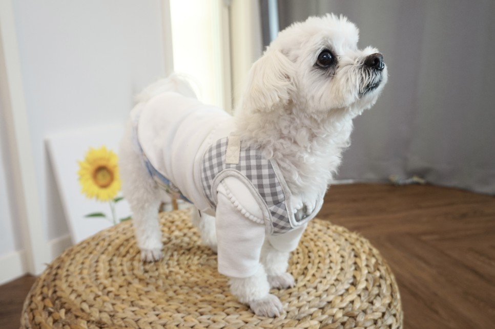옷 쇼핑몰 강아지옷 쇼핑몰예쁜 17