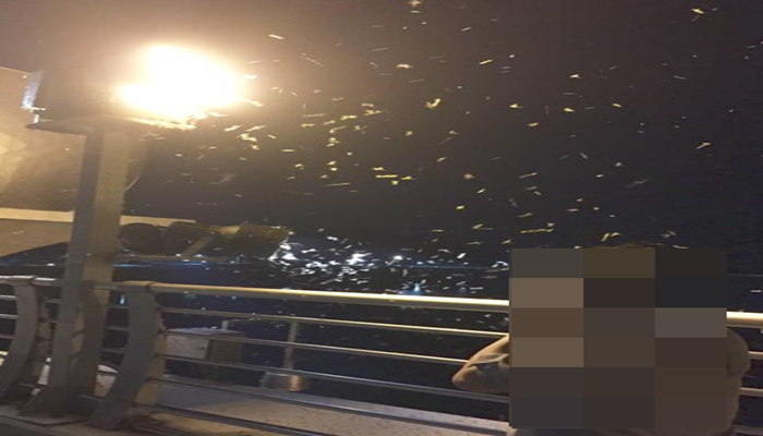 하루살이 퇴치&#44;없애는법 정보