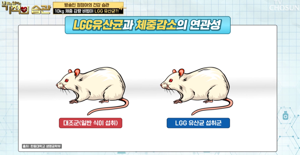 lgg유산균추천 생존율