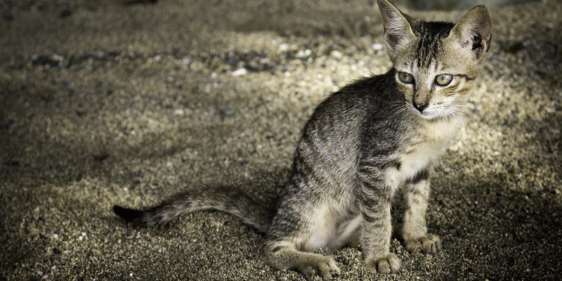 카사바모래-고양이