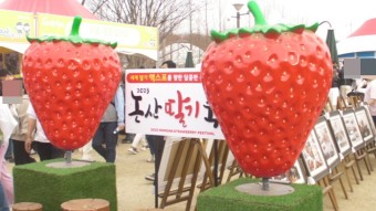 논산 딸기축제 체험농장