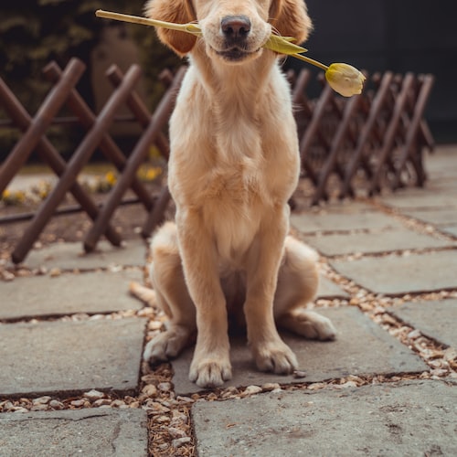 The Best Toys and Accessories for Your Pet