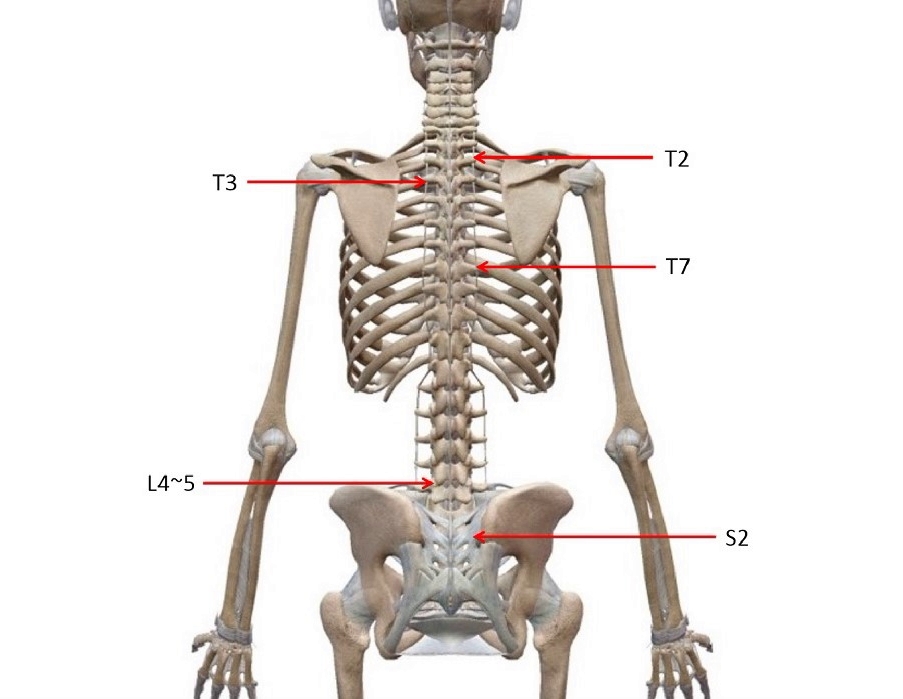척추의 각 특징과 임상에서의 위치 촉진법
